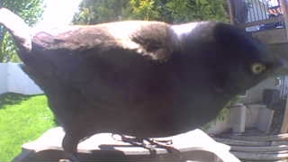 common grackle