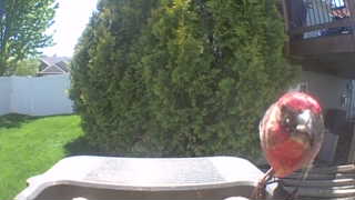 purple finch