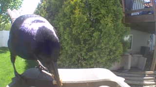 common grackle