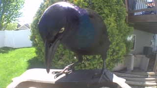 common grackle