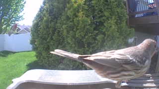 house finch