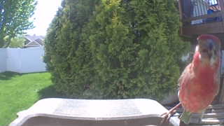 house finch