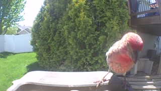 purple finch