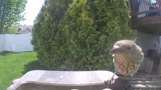 juvenile american robin