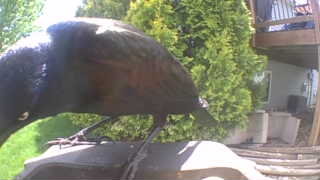 common grackle
