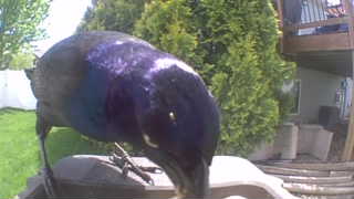 common grackle