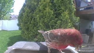 house finch
