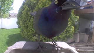 common grackle
