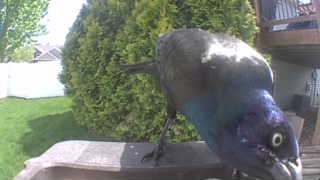 common grackle