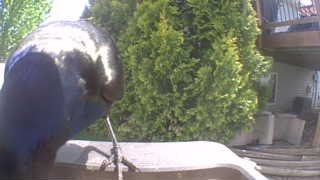 common grackle