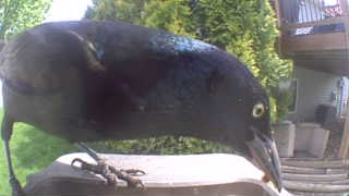 common grackle