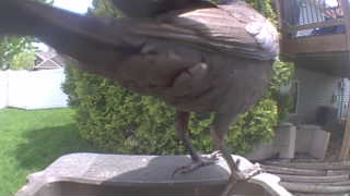 european starling