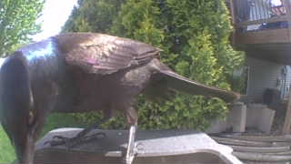 common grackle