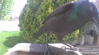 common grackle