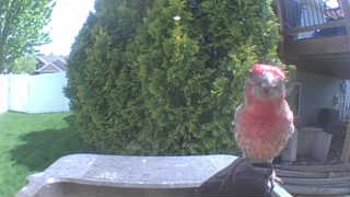 purple finch