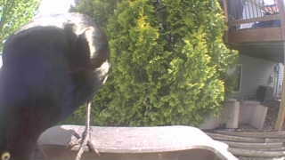 common grackle
