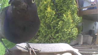 american robin