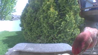 purple finch