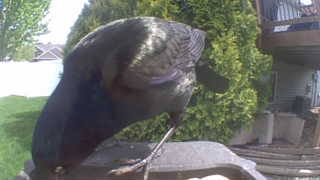 common grackle