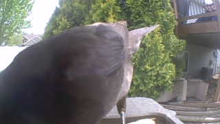 european starling