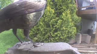 american crow