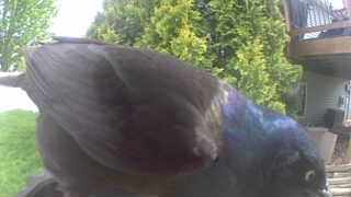 common grackle