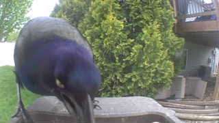 common grackle
