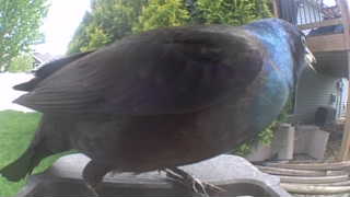 common grackle