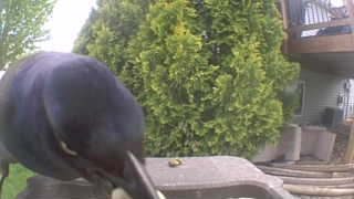 common grackle