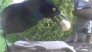 common grackle