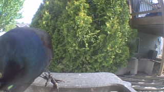 common grackle