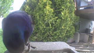 common grackle