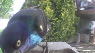 common grackle