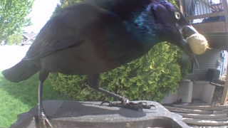common grackle