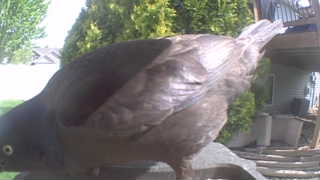 chicken