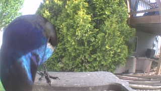 common grackle