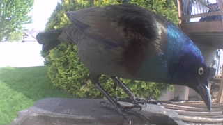 common grackle