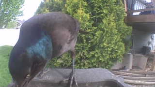 common grackle