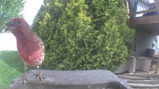 purple finch