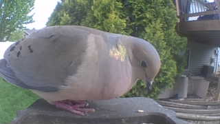 mourning dove
