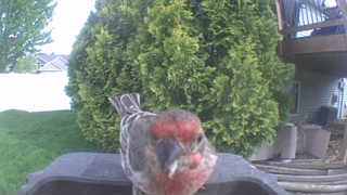 house finch