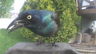 common grackle