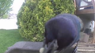 common grackle