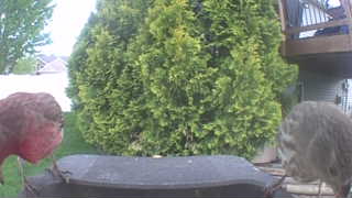 purple finch