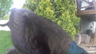 common grackle