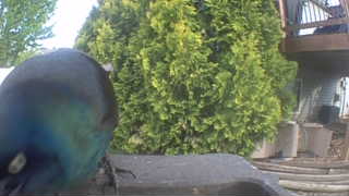 european starling