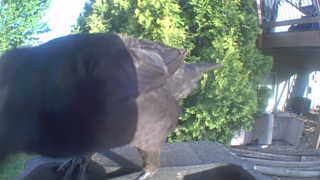 great horned owl