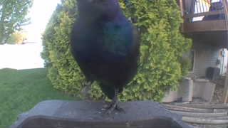 common grackle
