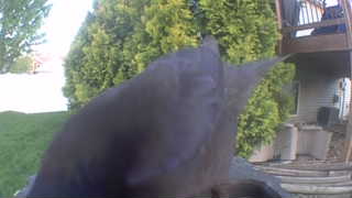 american crow