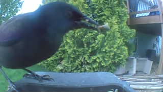 common grackle